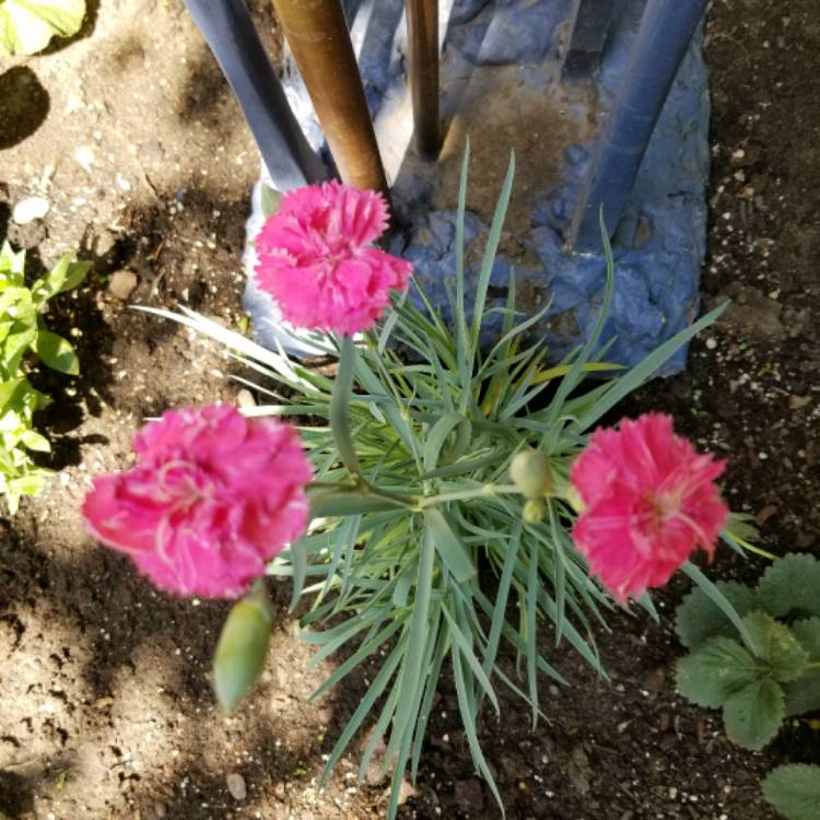 Plant image Dianthus caryophyllus 'Grenadin Mix'