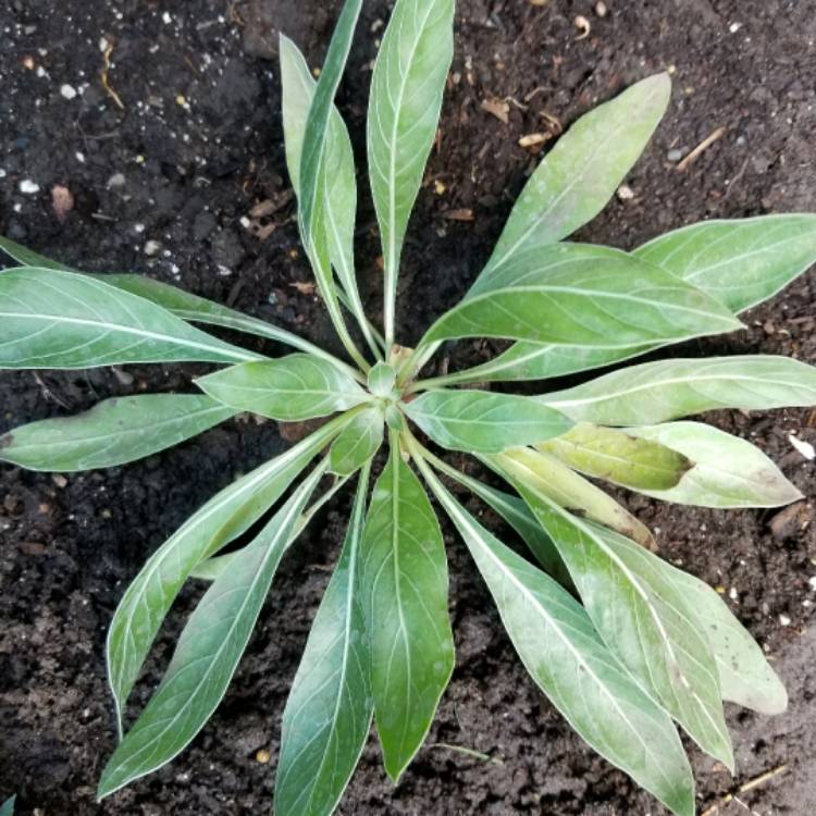 Plant image Oenothera missouriensis