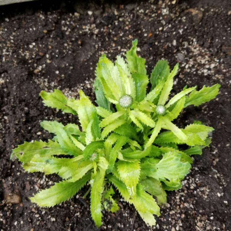 Plant image Leucanthemum x superbum 'Real Dream'