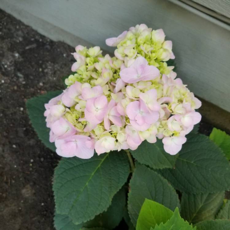 Plant image Hydrangea macrophylla 'Nikko Blue'