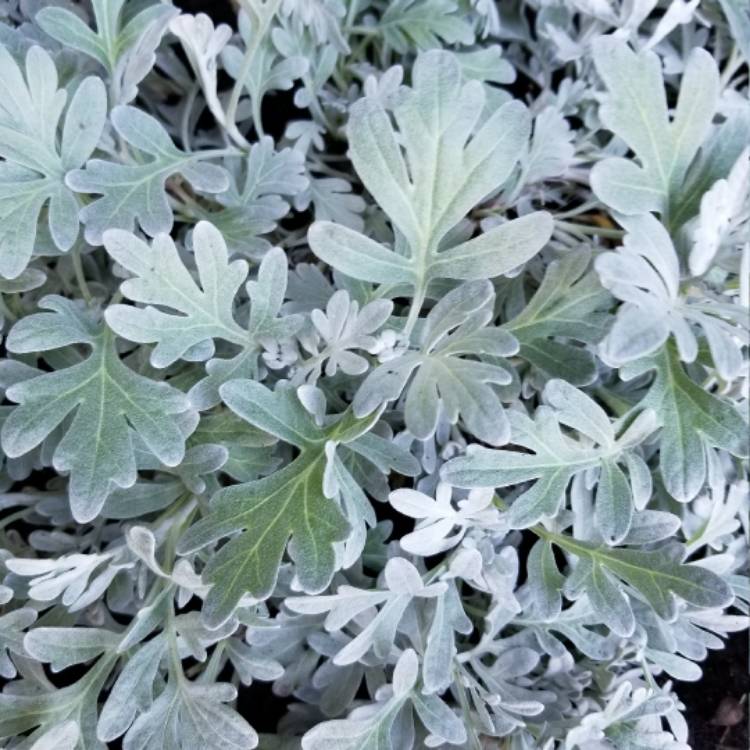 Plant image Artemisia stelleriana 'Silver Brocade'