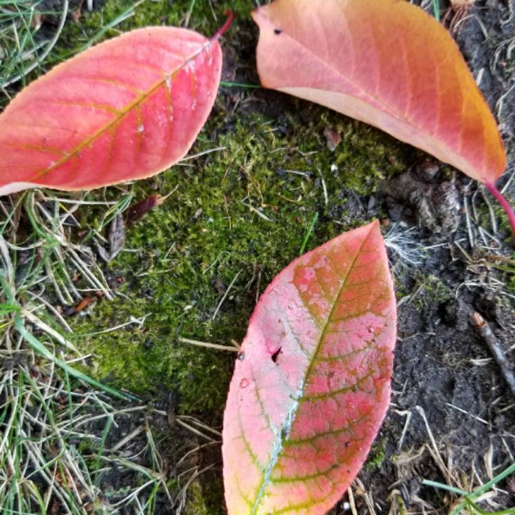 Plant image Cornus sericea