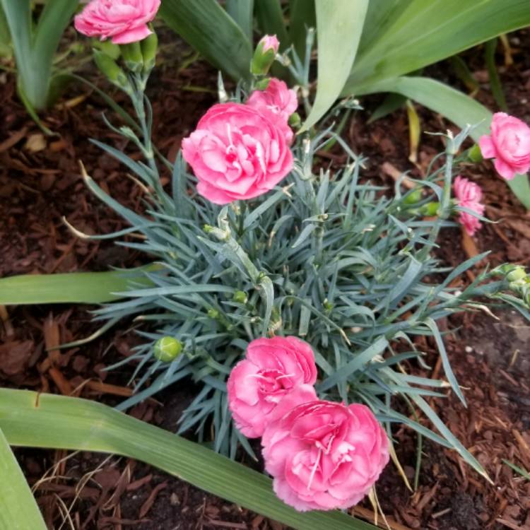 Plant image Dianthus caryophyllus 'Rosie cheeks'