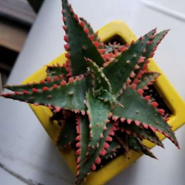 Aloe 'Christmas Sleigh'