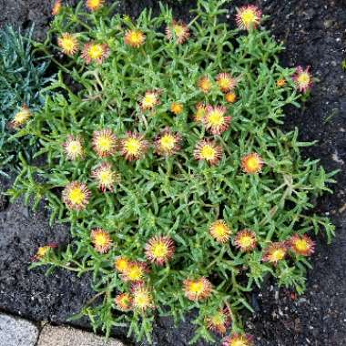 Delosperma Wheels Of Wonder 'Fire wonder'