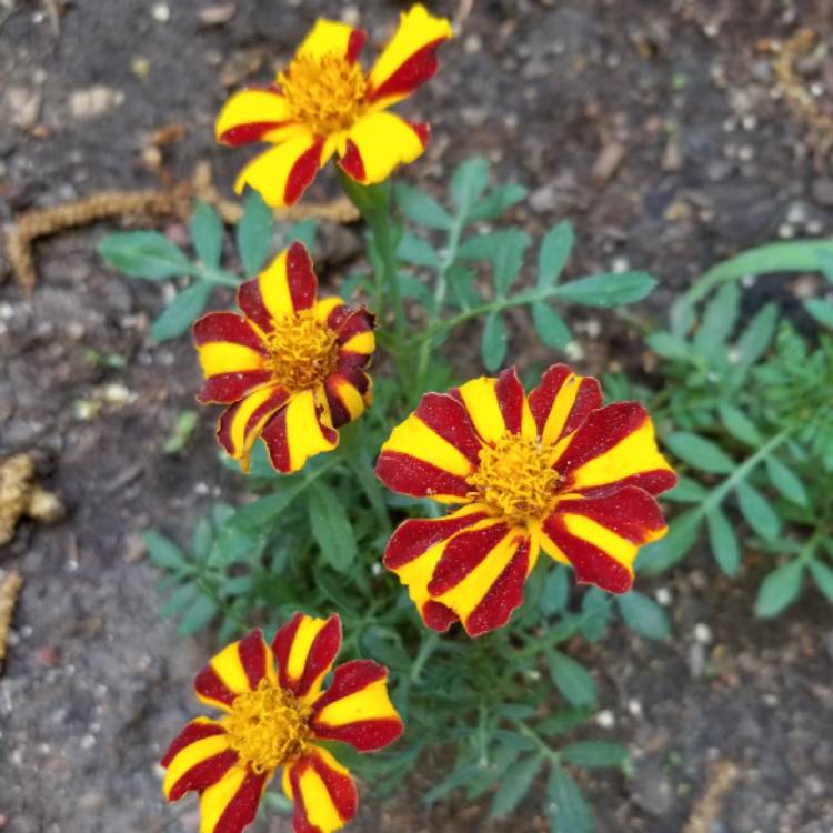 Plant image Tagetes patula 'Mr. Majestic'