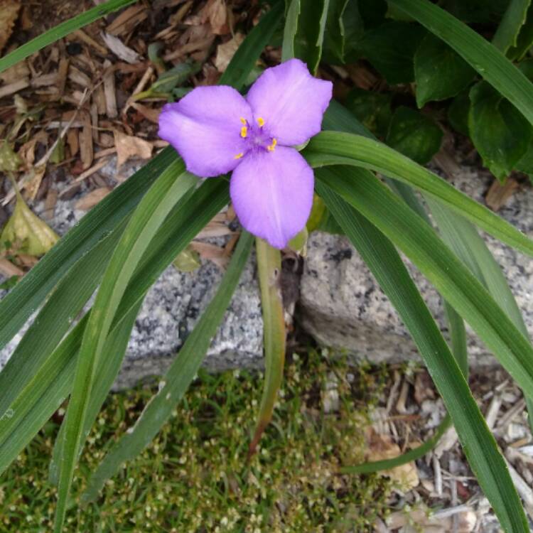 Plant image Tradescantia virginiana