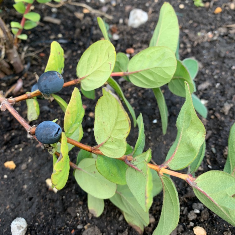 Plant image Lonicera caerulea var. kamtschatica 'Morena'