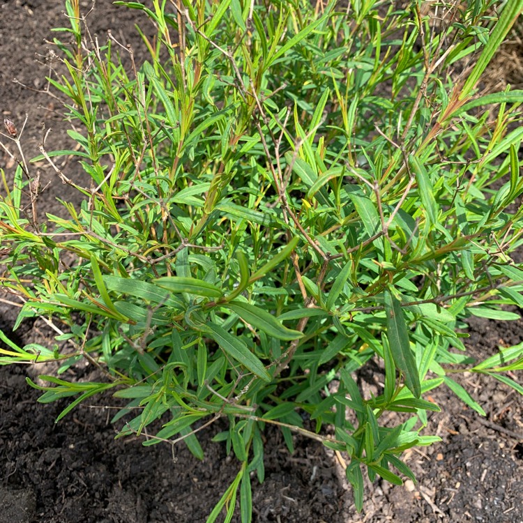 Plant image Hypericum kalmianum 'Gemo'