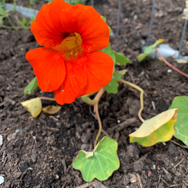 Plant image Tropaeolum majus 'Gleam Hybrids'