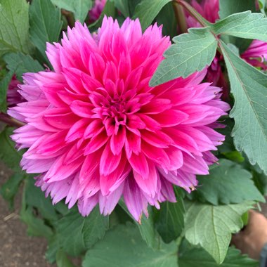 Bedding Dahlia