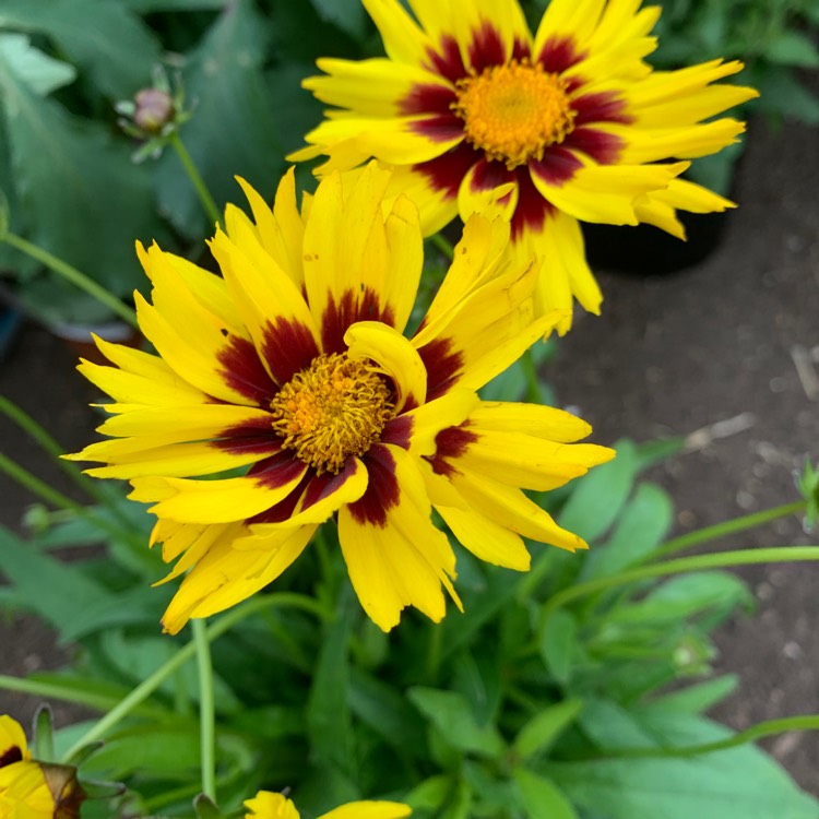 Plant image Coreopsis grandiflora 'Golden Joy'