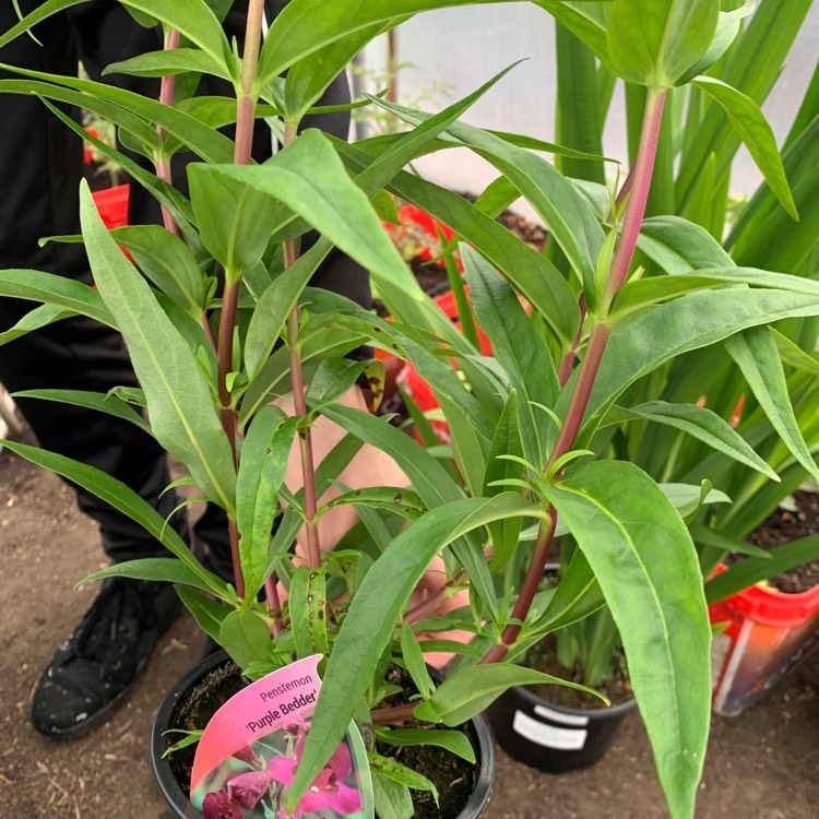 Plant image Phlox paniculata 'Valentina'