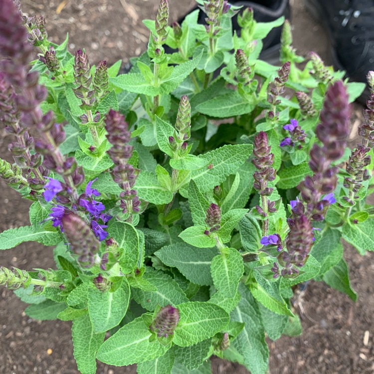 Plant image Salvia patens 'Deep Blue'