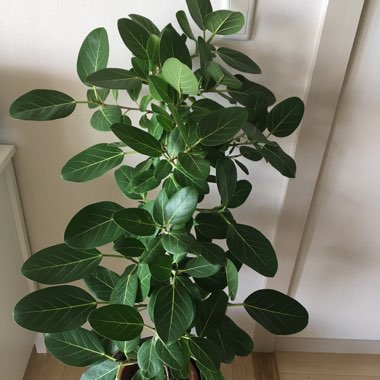 Ficus benghalensis