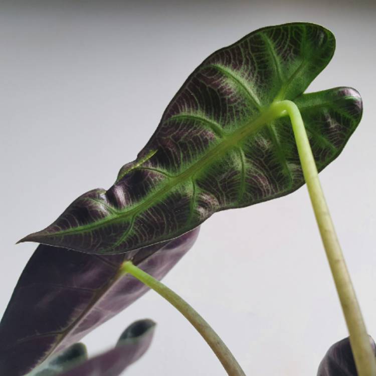 Plant image Alocasia 'Bambino Arrow' (Bambino Series)