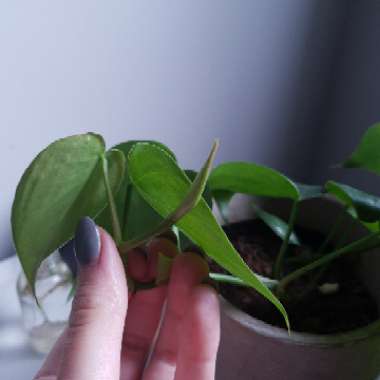 Heartleaf Philodendron