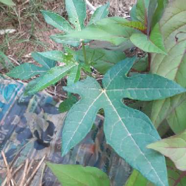 Mountain Papaya 