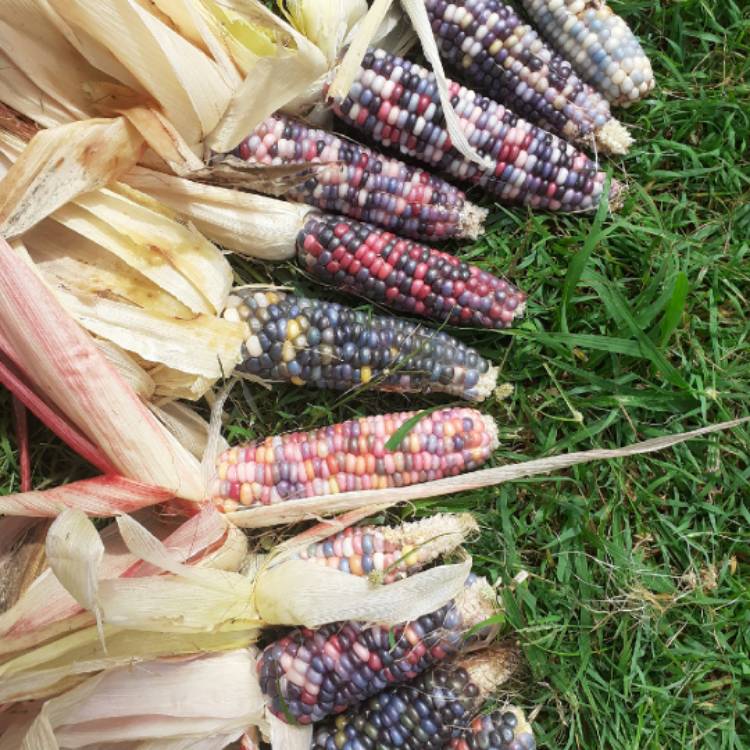 Plant image Zea mays 'Glass Gem'