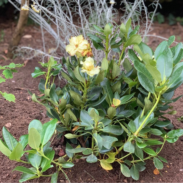 Plant image Rhododendron 'Goldkrone'