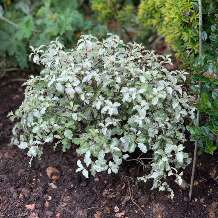 Plant image Pittosporum tenuifolium 'Irene Paterson'