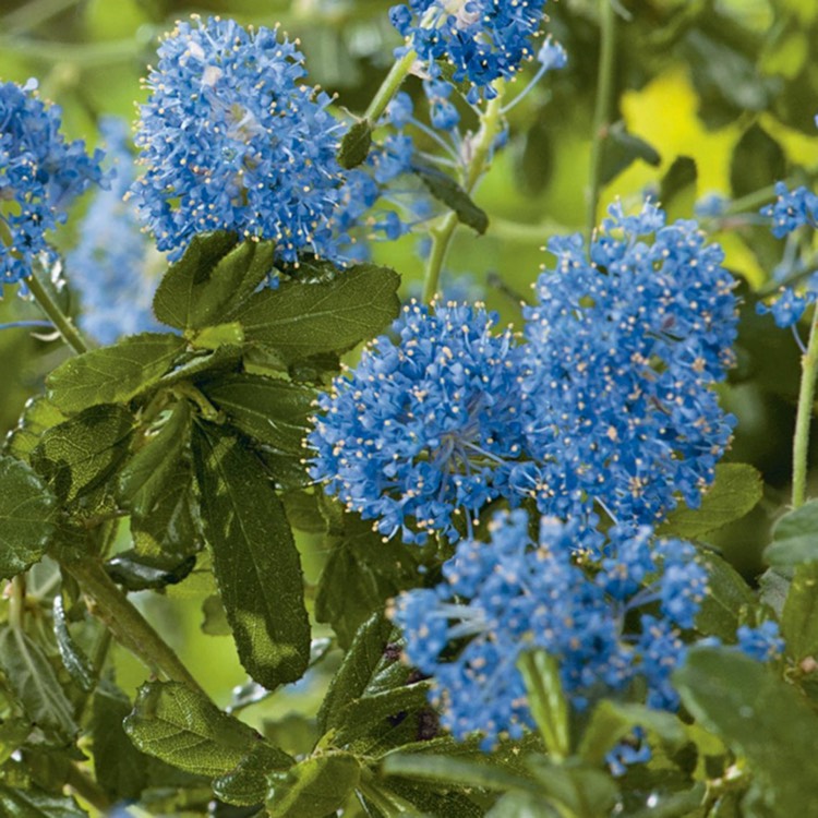 Plant image Ceanothus 'Italian Skies'