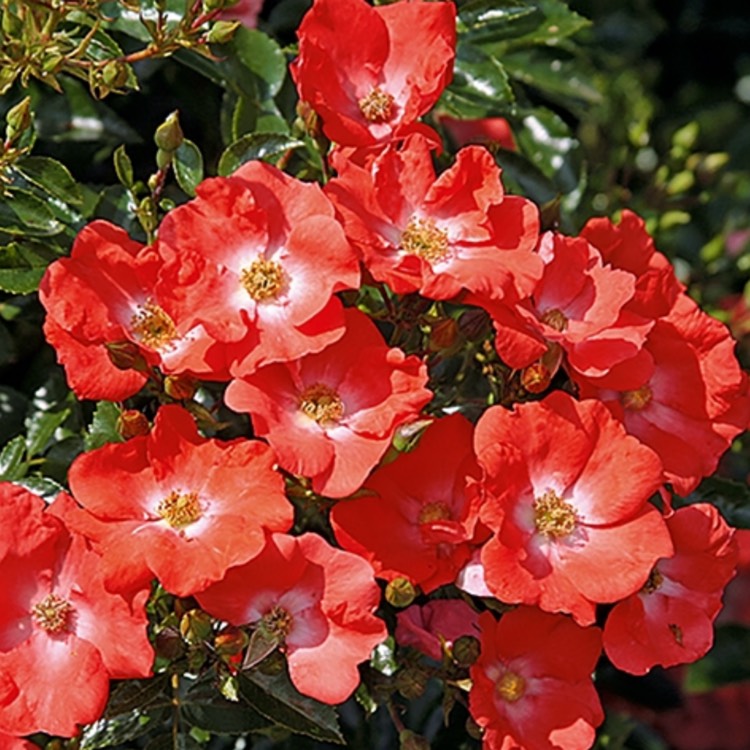 Plant image Rosa 'Flower Carpet Red'