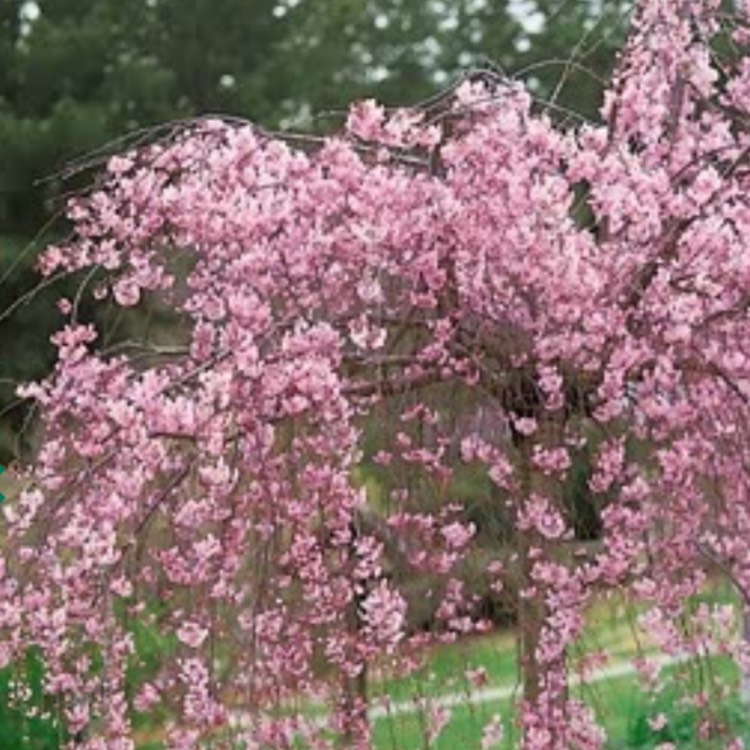 Plant image Prunus x subhirtella 'Autumnalis Rosea'