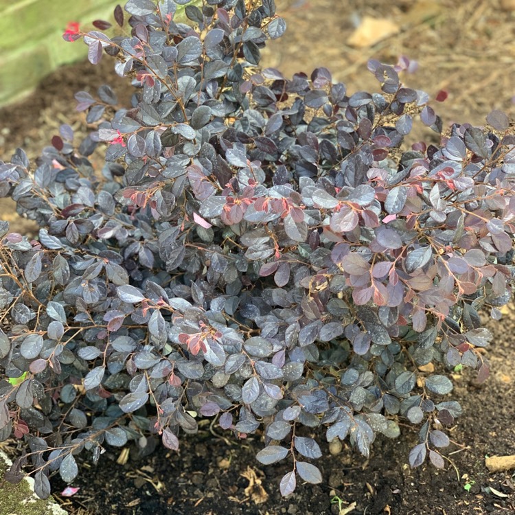 Plant image Loropetalum Chinense 'Rubrum'