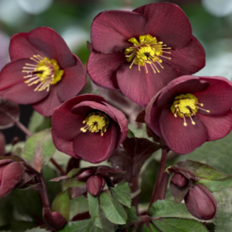 Plant image Helleborus 'Coseh 4100' (HGC Ice 'N' Roses Series) syn. Helleborus 'HGC Ice 'N' Roses Red'