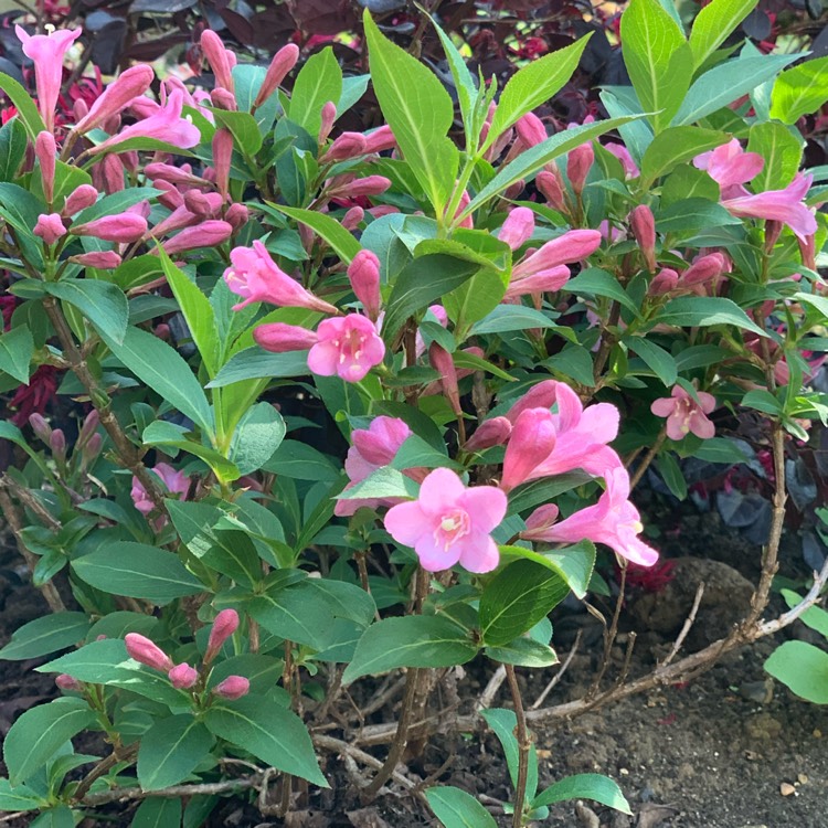 Plant image Weigela 'Plangen' syn. Weigela 'Pink Poppet'