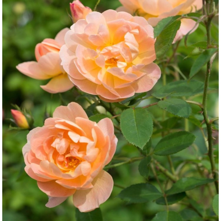 Plant image Rosa 'Ausursula' syn. Rosa 'Lark Ascending'