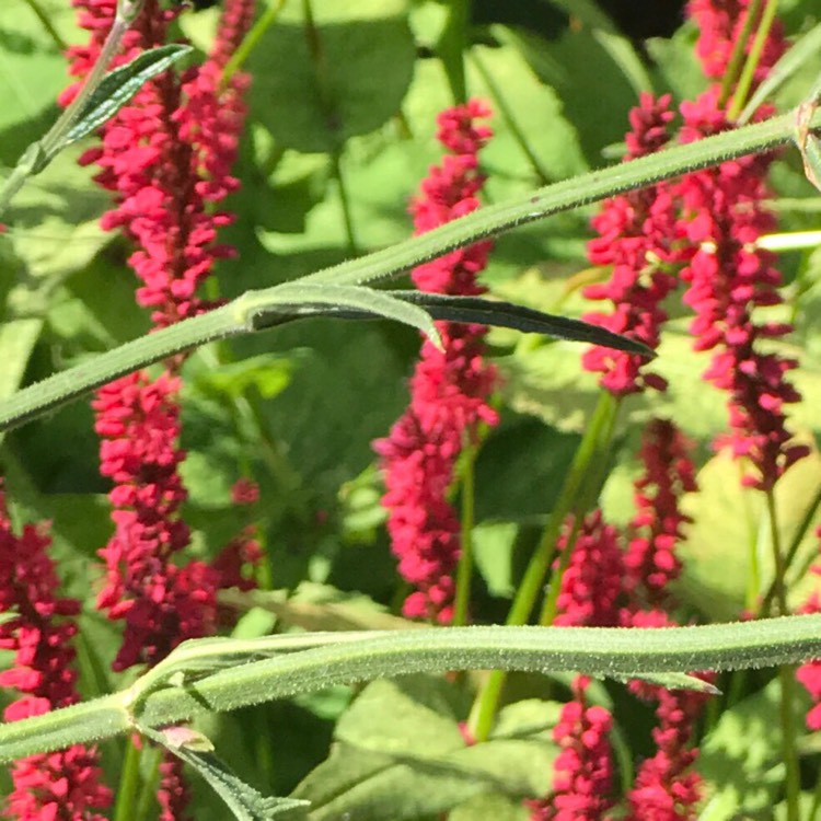 Plant image Persicaria amplexicaulis 'Firetail' syn. Polygonum amplexicaule 'Fire Tail'