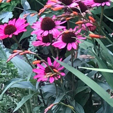 Plant image Echinacea purpurea 'Rubinstern' syn Echinacea purpurea 'Ruby Star'