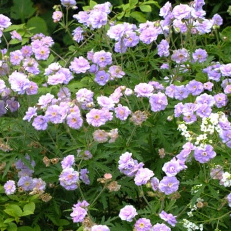 Plant image Geranium 'Gernic' syn. Geranium 'Summer Skies'