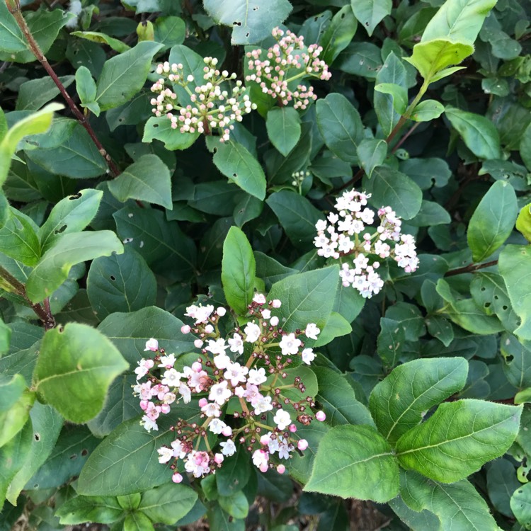 Plant image Viburnum tinus 'Anvi' syn. Viburnum tinus 'Spirit'