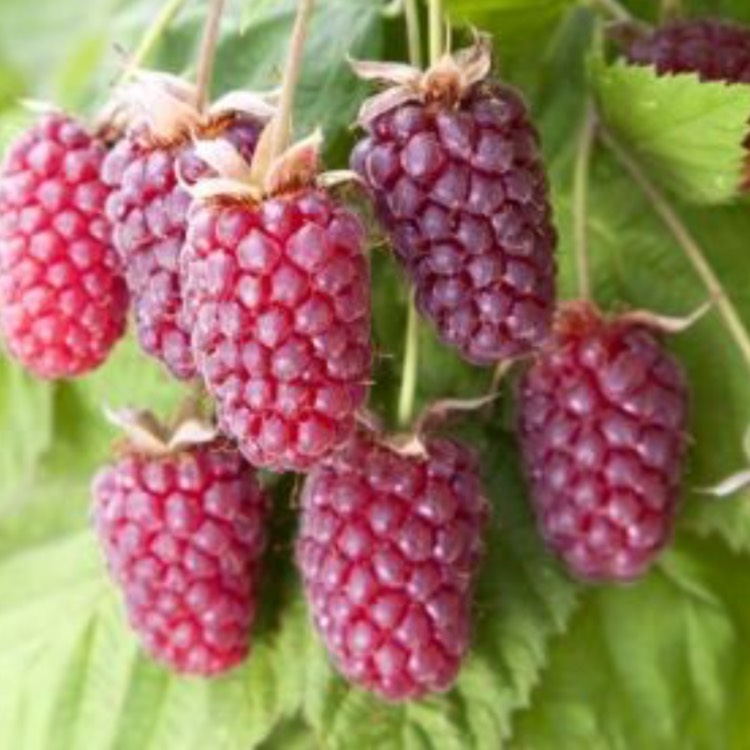 Plant image Rubus x loganobaccus