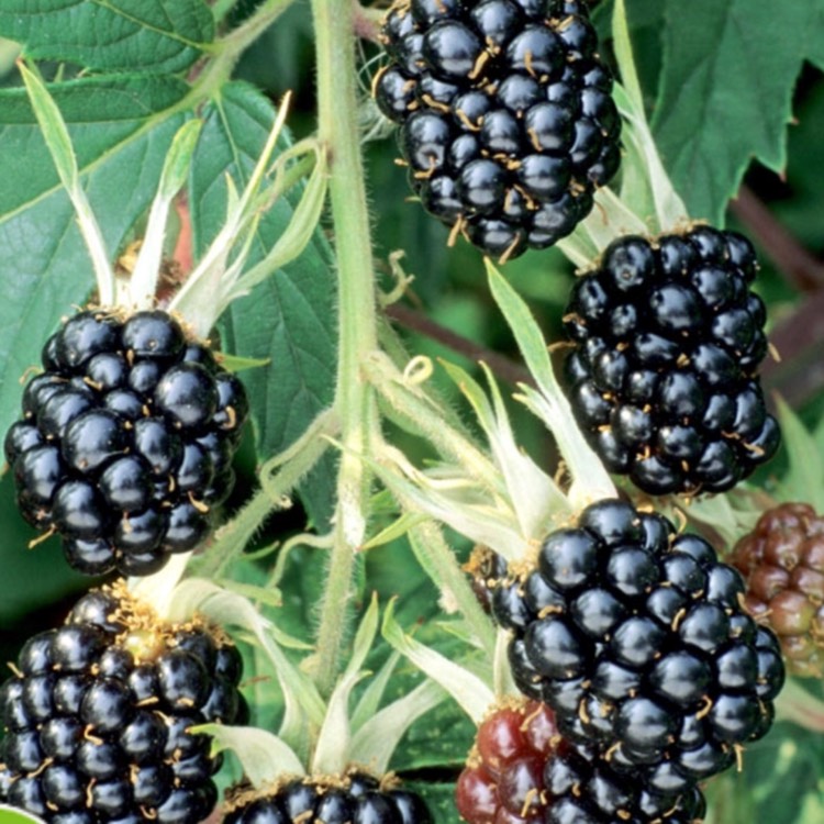 Plant image Rubus fruticosus 'Oregon Thornless'