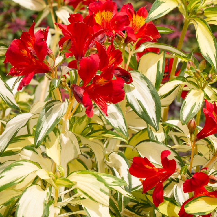 Plant image Alstroemeria 'Alsdun01' syn. Alstroemeria 'Rock 'n' Roll'