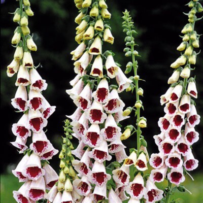 Plant image Digitalis purpurea 'Dalmatian White'