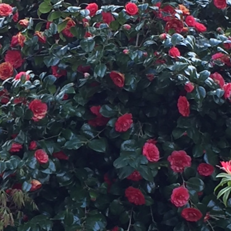 Plant image Camellia japonica 'Doctor Burnside'