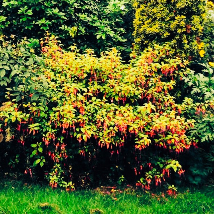 Plant image Fuchsia 'Autumnale'