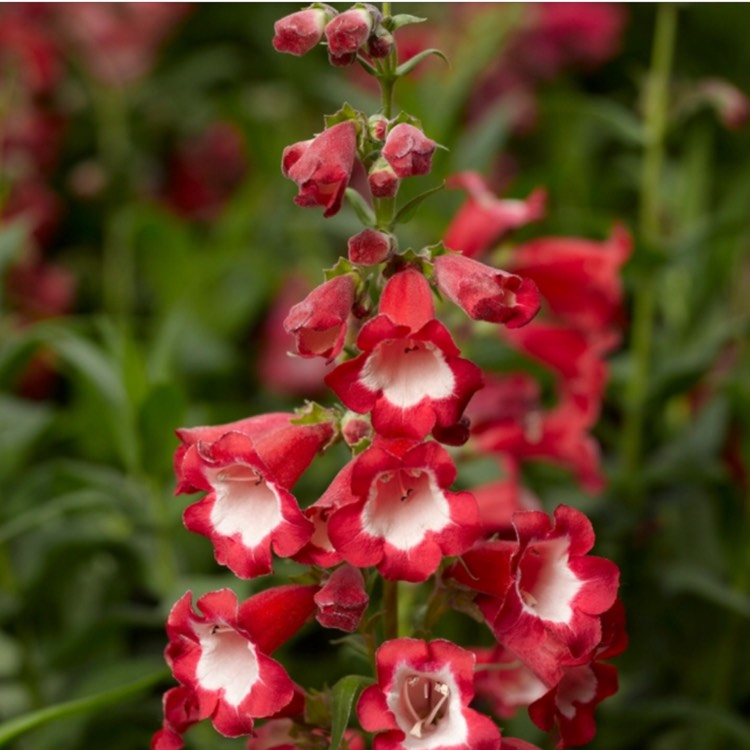 Plant image Penstemon 'Phoenix Red'