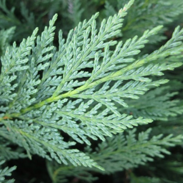 Plant image x Cuprocyparis leylandii