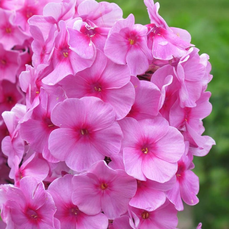 Plant image Phlox Paniculata 'Bright Eyes'