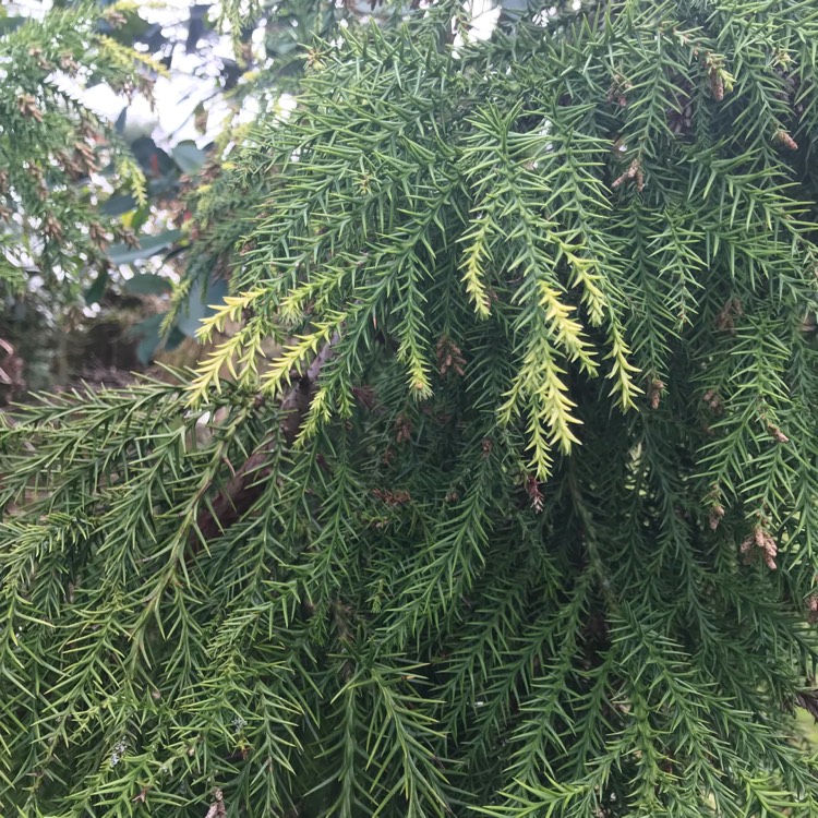 Plant image Cryptomeria japonica 'Bandai-sugi'