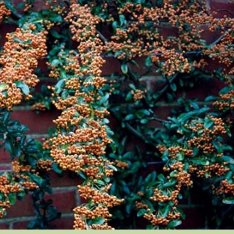 Plant image Pyracantha 'Cadange' syn. Pyracantha 'Saphyr Orange', Pyracantha 'Orange Cadence'