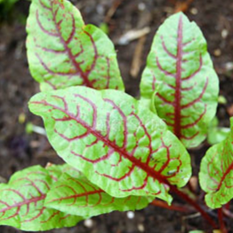 Plant image Rumex acetosa 'Red Veined'