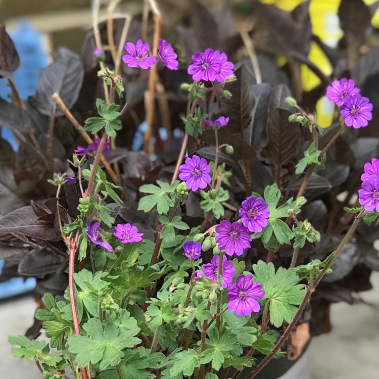 Plant image Geranium pyrenaicum 'Bill Wallis'