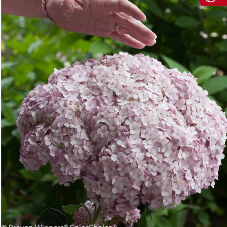 Plant image Hydrangea arborescens 'Incrediball'